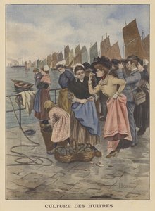 Skördar ostron i Cancale, Bretagne