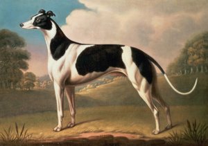 Vinthund, 1800 olja på duk