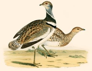 Lilla bustard