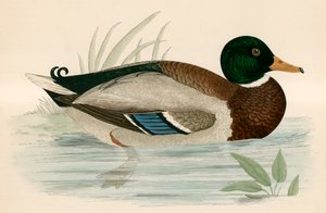Gräsand