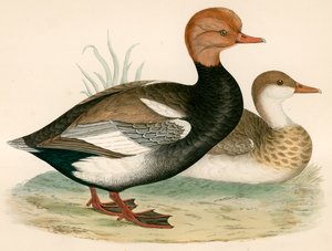 Rød Crested Whistling Andegift