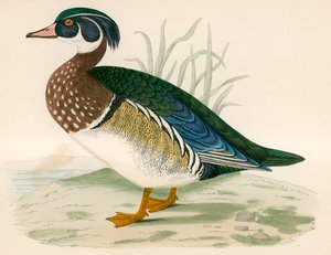 Sommaranka