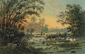 Vilda djur på mellersta Orinoco, Venezuela