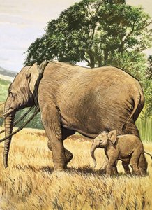 Baby elefant och mamma