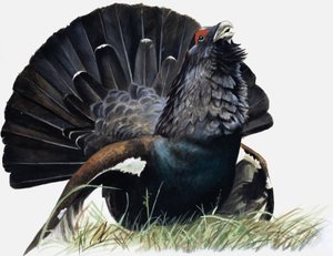 Fågel
