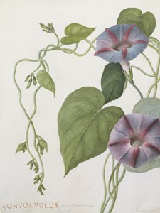 Convolvulus Purpurus (wc på vellum)
