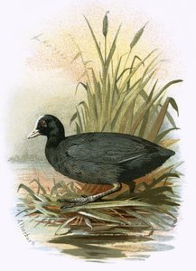 Cootswed