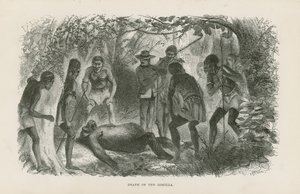 Gorillans död