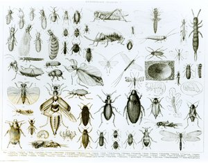 Entomologi Insekter (litho) (bw foto)