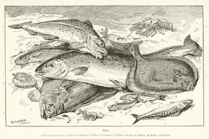 Fisk