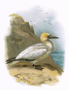 Gannet