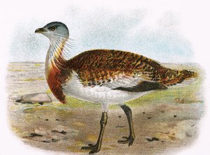 Storskrake