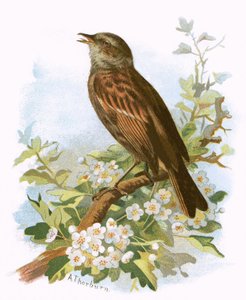 Häcksparv