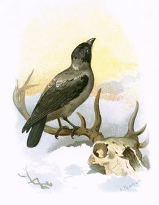 Gråkråka
