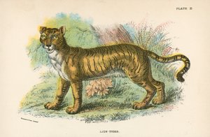 Lejon-Tiger