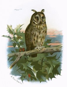 Långörad uggla