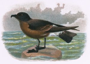 Petrel trä