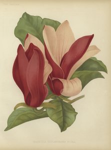 Magnolia soulangiana nigra