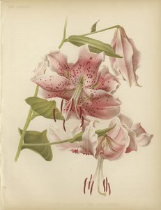 Rosa lilja