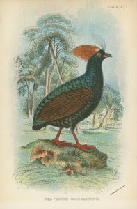 Röd-Crested-Wood-Partridge