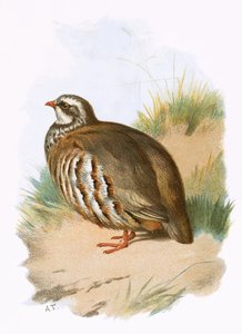 Uepiula o Partridges vae mumu