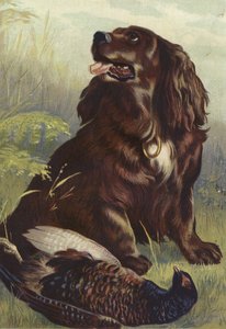 Spaniel och fasan