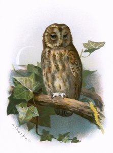 Brungul Uggla
