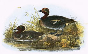 Teal (höger) och American Teal (vänster)