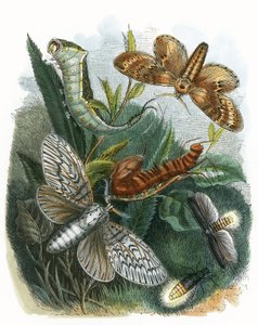 Vivarium för fjärilar