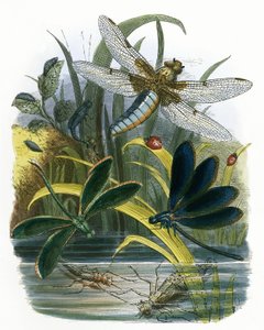 Fjärils Vivarium