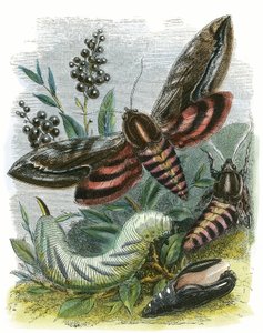 Fjärils Vivarium