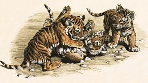 Tigerungar