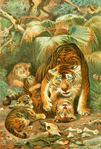 Tigress och ungar