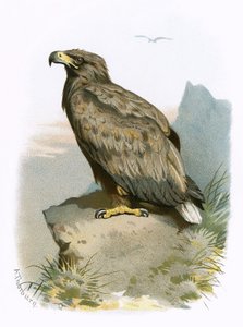 Vitsvansörn
