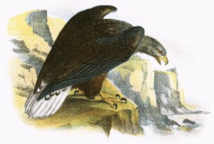Vitstjärtad havsörn