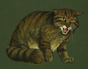 Vildkatt