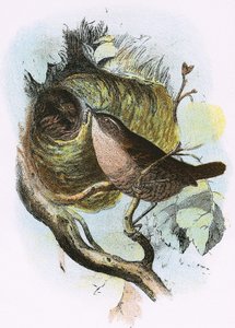 Gärdsmyg