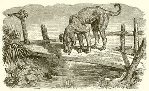 Hunden och hans skugga