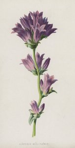 Clustered Bell-Flower (chromolitho)