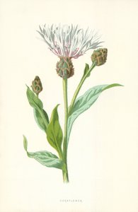 Kornblomma