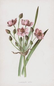 Blommande Rush (chromolitho)