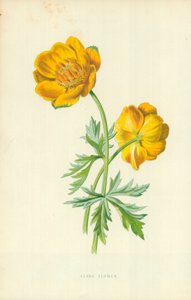 Globblomma