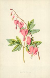 Lyrablomman