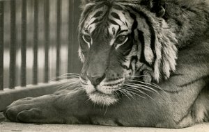 Tiger Sam på London Zoo, 1925