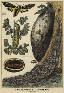 Skadliga insekter: Deaths Head Hawkmoth
