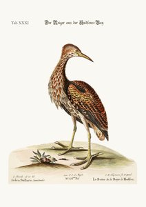 The Bittern från Hudson