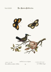 The crested Hummingbird, 1749-73