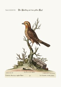 Den gulhuvade Linnet, 1749-73