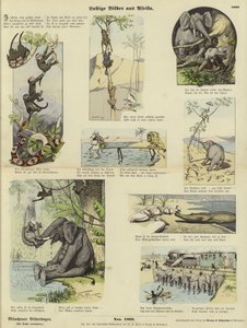 Roliga bilder från Afrika