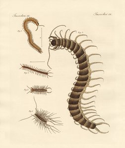 Märkliga insekter
